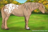 Horse Color:Red Roan Appaloosa Rabicano 