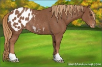 Horse Color:Chestnut Appaloosa Rabicano