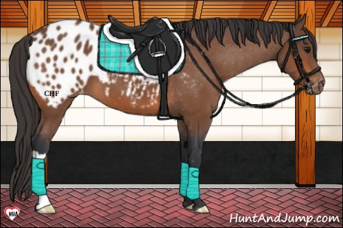 Horse Color:Bay Appaloosa 