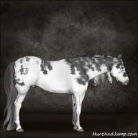 Horse Color:White Spotted Blue Roan Splash Frame Appaloosa