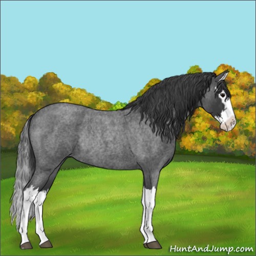 Horse Color:Blue Roan Splash Rabicano 