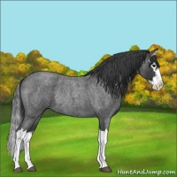 Horse Color:Blue Roan Splash Rabicano 
