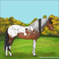 Horse Color:Bay Tobiano Appaloosa Rabicano 