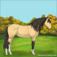 Horse Color:Buckskin Rabicano 
