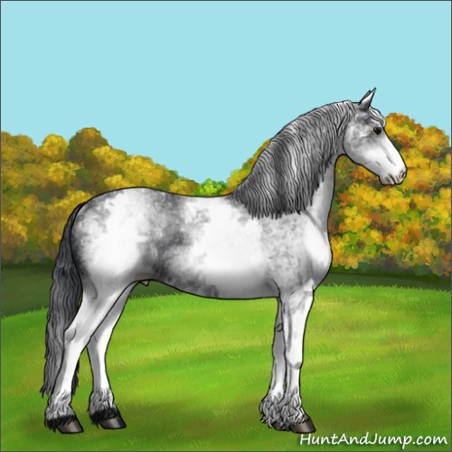 Horse Color:White Spotted Black Rabicano 