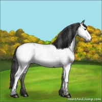 Horse Color:White Spotted Grullo Rabicano 