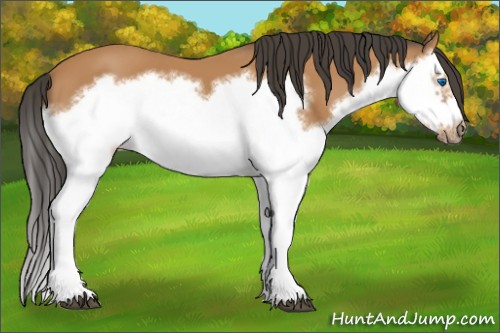 Horse Color:Bay Splash Frame 