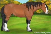 Horse Color:Bay Splash 