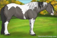 Horse Color:Grullo Splash Tobiano