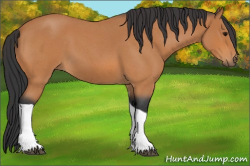 Horse Color:Bay Roan Tobiano