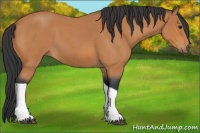 Horse Color:Bay Roan Tobiano