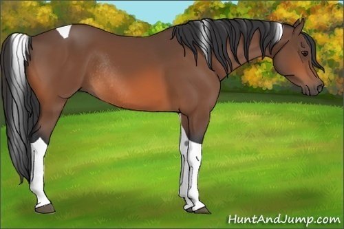 Horse Color:Bay Tobiano Rabicano 