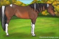 Horse Color:Bay Tobiano Rabicano