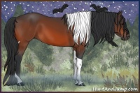 Horse Color:Bay Tobiano Rabicano 