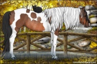 Horse Color:Bay Tobiano Rabicano 