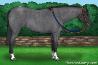 Horse Color:Blue Roan Tobiano