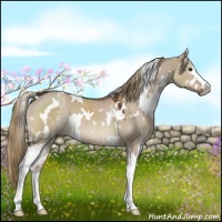 Horse Color:White Spotted Liver Red Dun 