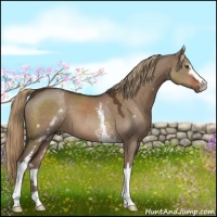 Horse Color:White Spotted Liver Red Dun 