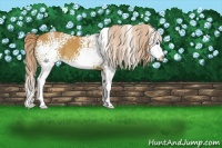 Horse Color:White Spotted Red Dun Sabino Splash