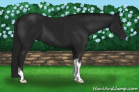 Horse Color:Gray Black Chinchilla