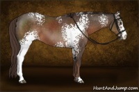 Horse Color:White Spotted Liver Chestnut 
