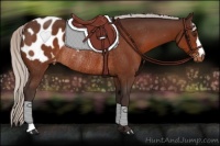 Horse Color:Silver Brown Appaloosa Rabicano 