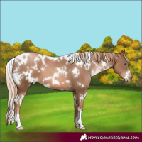 Horse Color:White Spotted Liver Chestnut Pearl 