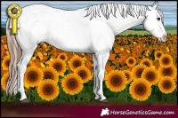 Horse Color:Bay Roan Appaloosa 