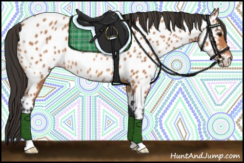 Horse Color:Bay Appaloosa 