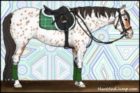 Horse Color:Bay Appaloosa 