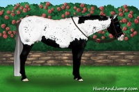 Horse Color:White Spotted Bay Splash 
