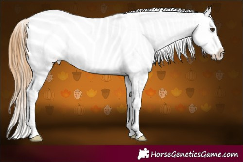 Horse Color:Chestnut Ice Appaloosa 