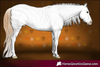 Horse Color:Chestnut Ice Appaloosa
