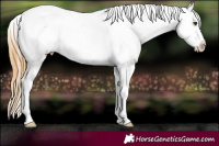 Horse Color:Chestnut Appaloosa 