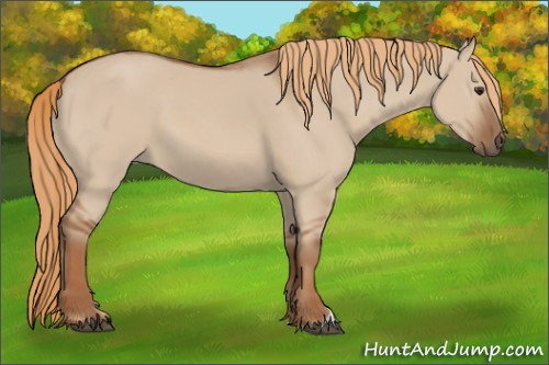 Horse Color:Red Dun 