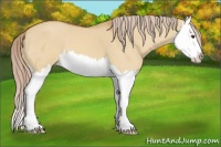 Horse Color:Palomino Dun Splash