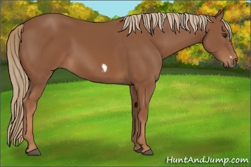 Horse Color:Chestnut Frame