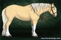 Horse Color:Palomino 