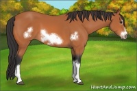 Horse Color:Bay Frame