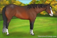 Horse Color:Bay Splash 