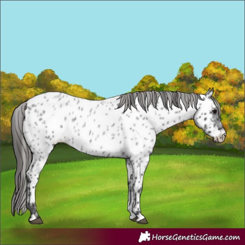 Horse Color:Blue Roan Appaloosa 