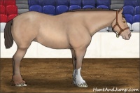 Horse Color:Amber Champagne Rabicano 