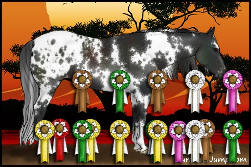 Horse Color:Gray White Spotted Black Appaloosa 