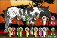 Horse Color:Gray White Spotted Black Appaloosa 