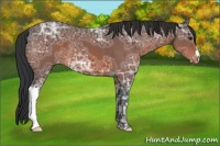 Horse Color:Brown Ice Appaloosa 