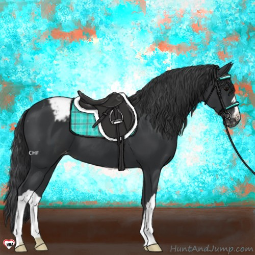 Horse Color:Black Appaloosa 