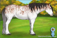 Horse Color:White Spotted Bay Splash and White Spotted Bay Splash Rabicano