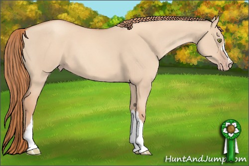Horse Color:Gold Champagne Dun 