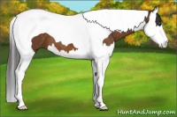 Horse Color:Buckskin Splash Tobiano 