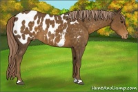 Horse Color:Chocolate Palomino Appaloosa